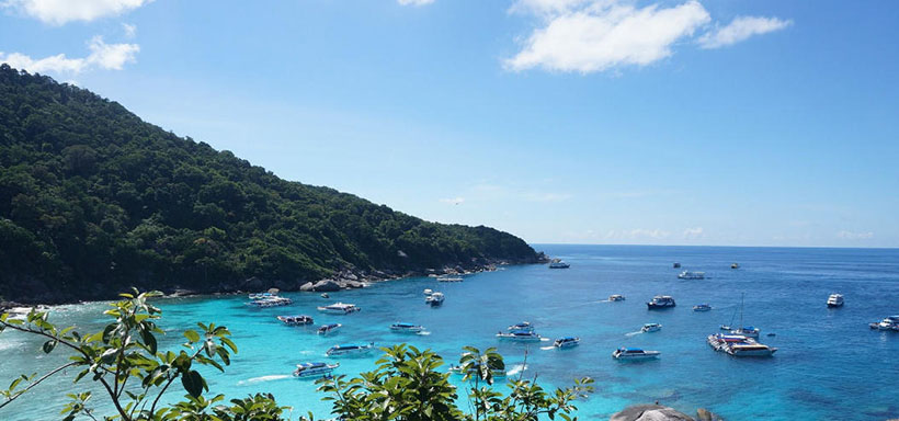 孑然一身，危立枯木，无靠无依最严酷指代表什么生肖，最佳释义解析成语<a class=