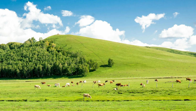 孑然一身，危立枯木，无靠无依最严酷；心高气傲，注定孤独，自作自受成定局。代表指什么生肖，最佳释义解析成语<a class=